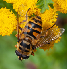 Myathropa