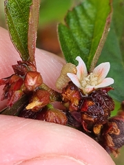 Melochia nodiflora