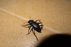 Blaps lusitanica