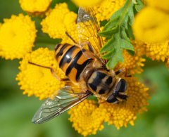 Myathropa