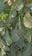 Phytolacca heterotepala