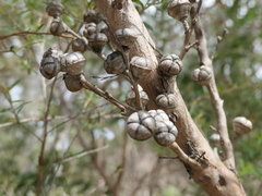 Leptospermum continentale