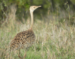 Eupodotis senegalensis