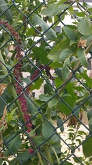 Phytolacca heterotepala