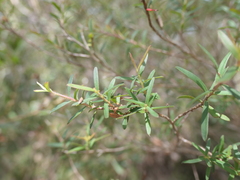 Leptospermum continentale