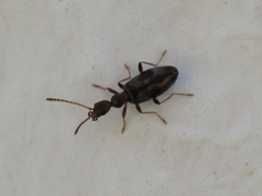 Microhoria