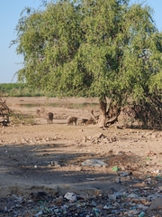 Sus scrofa cristatus