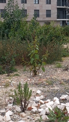 Phytolacca heterotepala