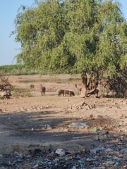 Sus scrofa cristatus