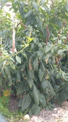 Phytolacca heterotepala