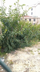 Phytolacca heterotepala