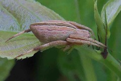 Larinia