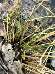 Isoetaceae