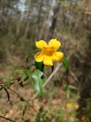 Gelsemium sempervirens