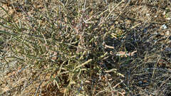 Cylindropuntia leptocaulis