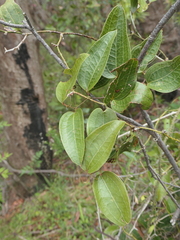 Smilax australis