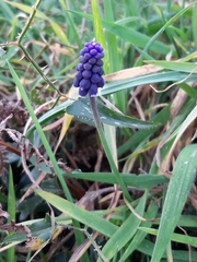 Muscari atlanticum