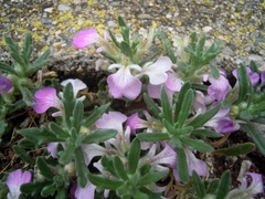 Ajuga iva iva