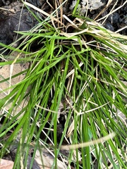 Isoetaceae