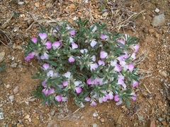 Ajuga iva iva
