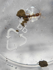 Anochetus
