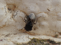 Geocoris pallidipennis