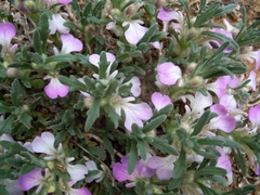Ajuga iva iva
