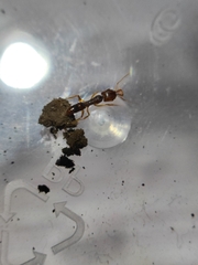 Anochetus