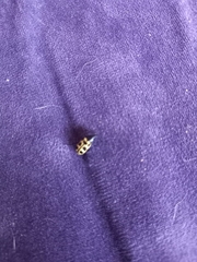 Astylus atromaculatus