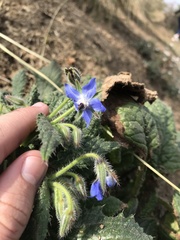 Borago officinalis