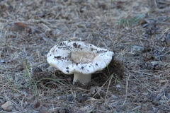 Russula werneri