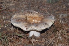 Russula werneri