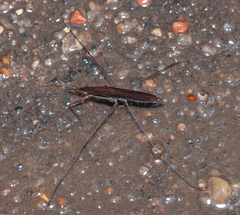 Limnoporus rufoscutellatus