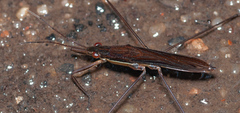 Limnoporus rufoscutellatus