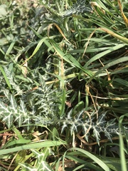 Galactites tomentosus