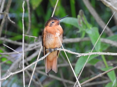 Aglaeactis cupripennis