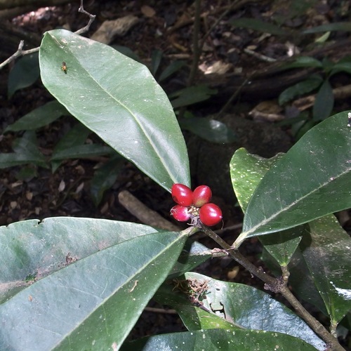 Phaleria octandra, photograph 2