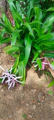 Crinum americanum