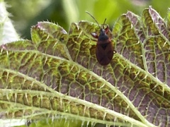 Gastrodes