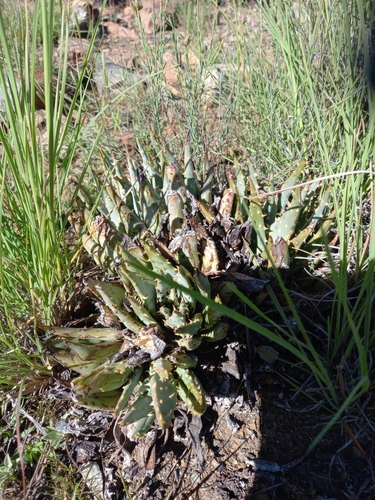 Image of Aloe longistyla by (c) Christiaan Viljoen, some rights reserved (CC BY)