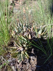 Aloe longistyla