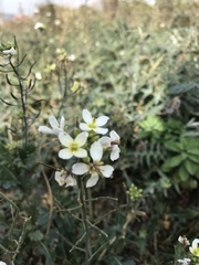 Diplotaxis erucoides