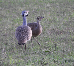 Eupodotis senegalensis