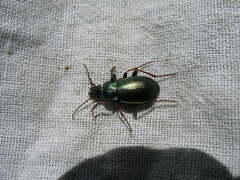 Carabus aeneolus