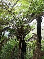 Cyathea australis