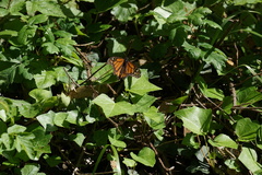 Danaus plexippus