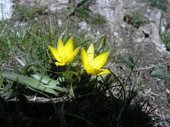 Tulipa dasystemon