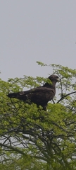 Ictinaetus malaiensis