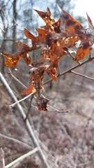Quercus georgiana