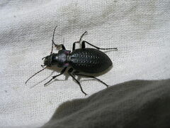 Carabus